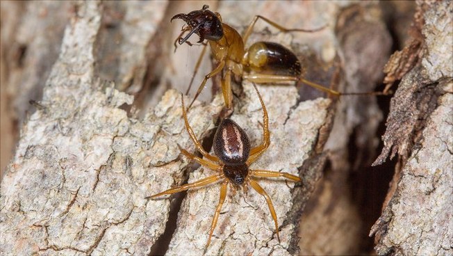 The spiders are only half the size of their ant prey