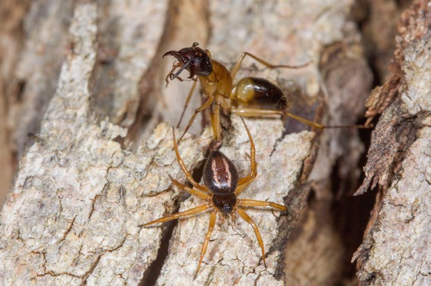 The spiders are only half the size of their ant prey