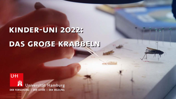 Screenshot aus dem Video der Kinder-Uni 2022: Das große Krabbeln – wie geht es Käfer, Ameise und Biene?