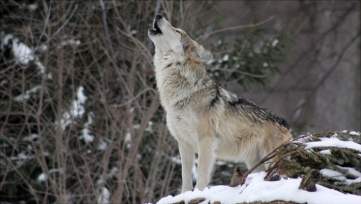 Wolf in a forest in winter