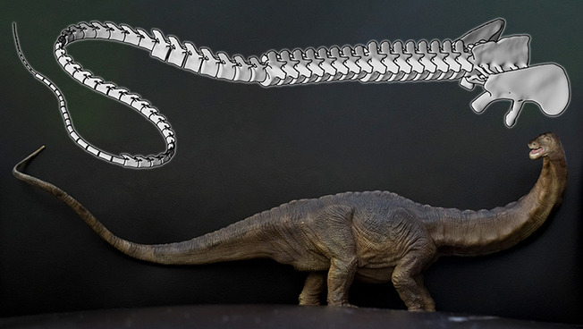 Das verwendete Computermodell des Dinosaurierschwanzes und ein Diplodocide
