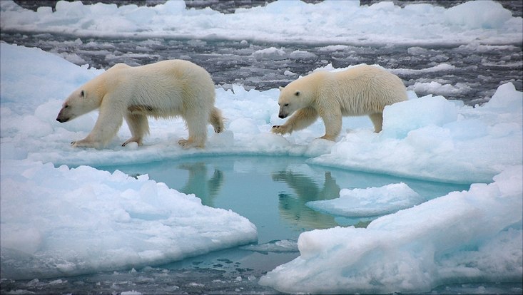 2 polar bears in the polar sea
