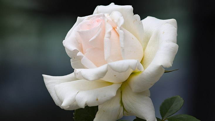 Symbolfoto einer weißen Rose