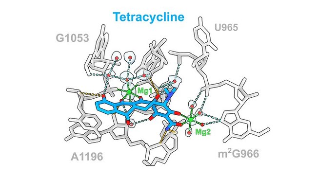 Antibiotikum Tetracyclin (blau) und seine Wechselwirkungen mit der ribosomalen rRNA