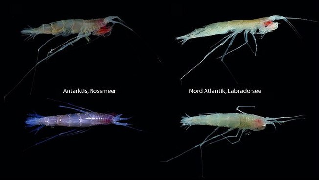 Photos of <i>Rhachotropis abyssalis</i> for comparison—taken directly on board at a depth of more than 3 km in the Ross Sea and the North Atlantic
