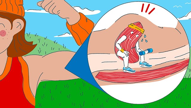 Kinder-Uni: Wie funktioniert ein Muskel? Links ist der angespannte Oberarm einer Person abgebildet. Rechts zeigt eine kreisförmige Abbildung das Innere des Bizeps, wo eine Muskelfaser in Sportkleidung ihren Oberarm trainiert.