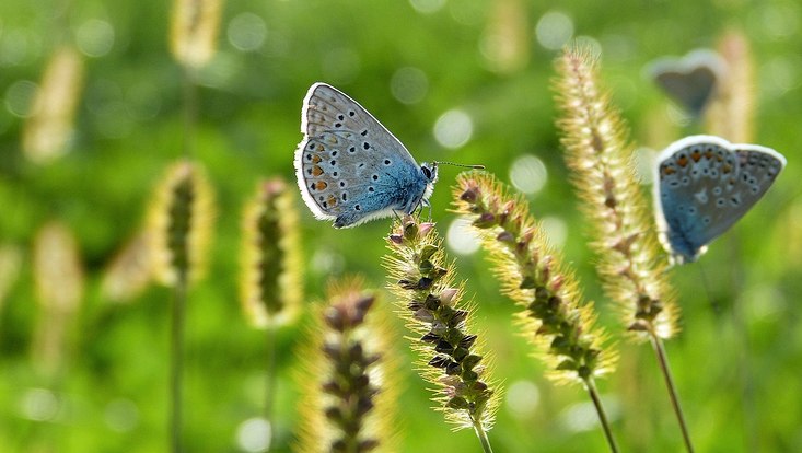 Butterfly on a meadow
