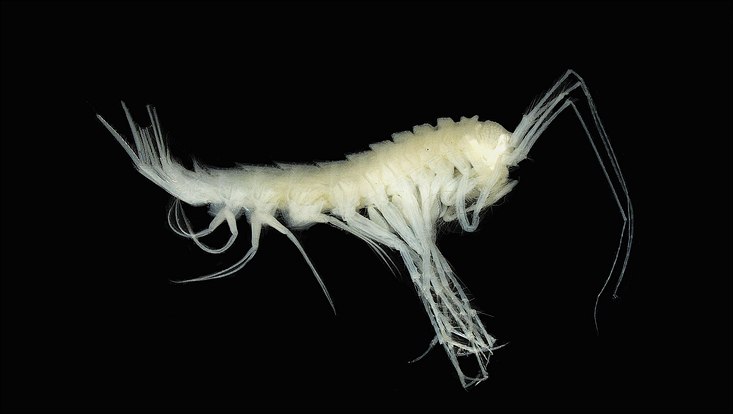 Photo of the recently discovered amphipod Lepechinella naces