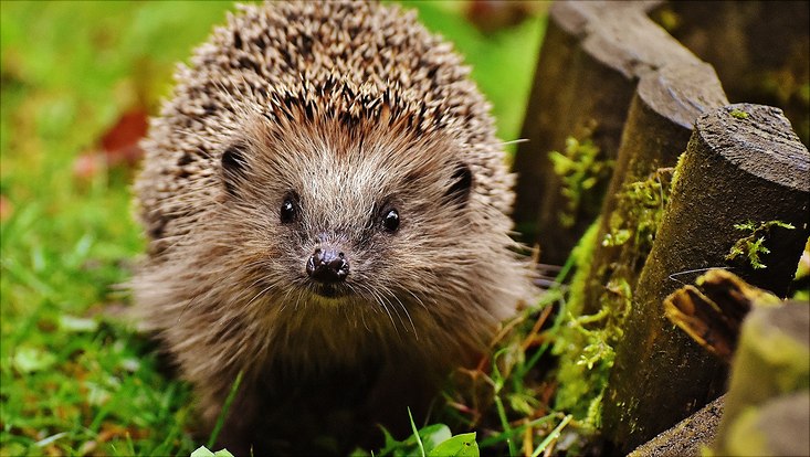 Ein Braunbrustigel in einem Garten