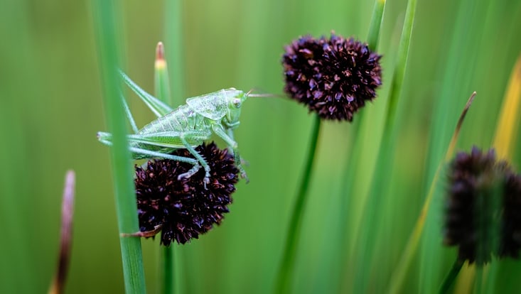 Eine Heuschrecke sitzt auf einer Blüte