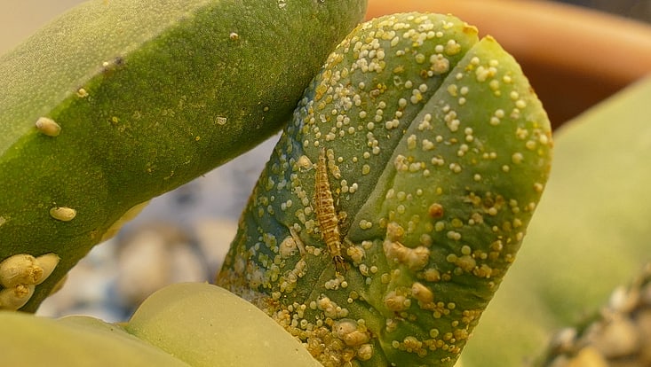 Eine Florfliegen-Larve