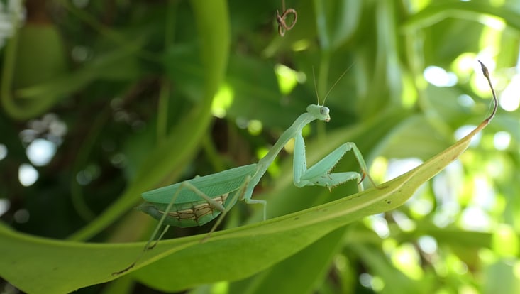 Eine Gottesanbeterin der Spezies Miomantis caffra