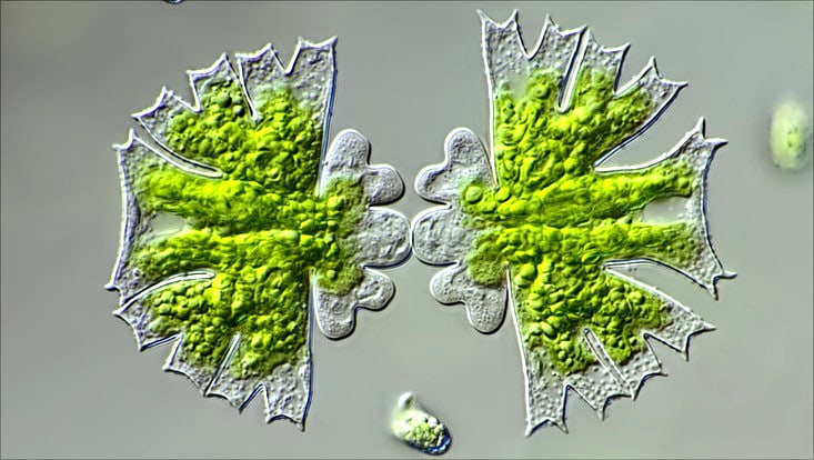 Mikroskopaufnahme einer grünen, symmetrisch geformten Alge mit zwei spiegelbildlichen Hälften. Die Zellen sind strukturiert und zeigen feine, gezackte Ränder. Der Hintergrund ist grau-bläulich. Im Bild sind noch einige unscharfe kleinere Organismen.