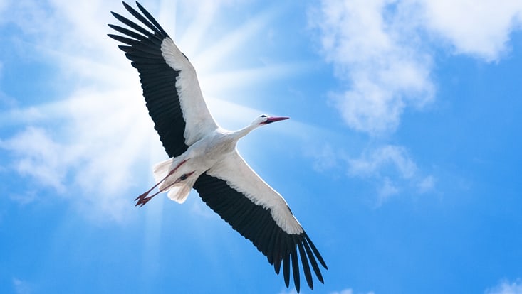 Ein Weißstorch im Flug