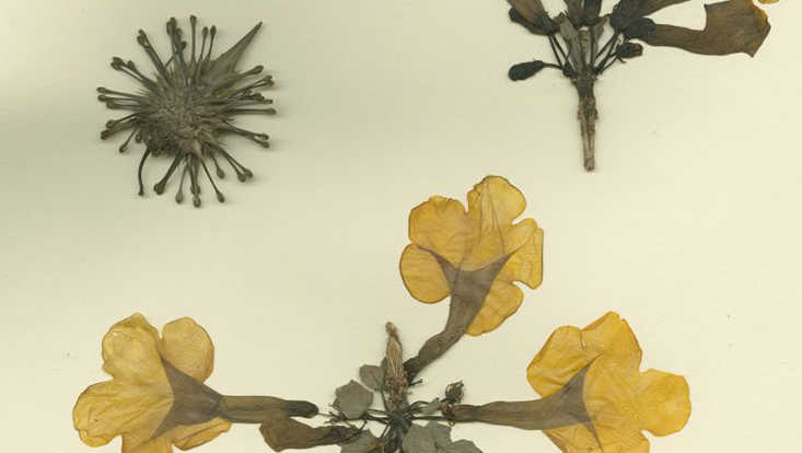 herbarium-2-733x414 Uncarina ihlenfeldtiana