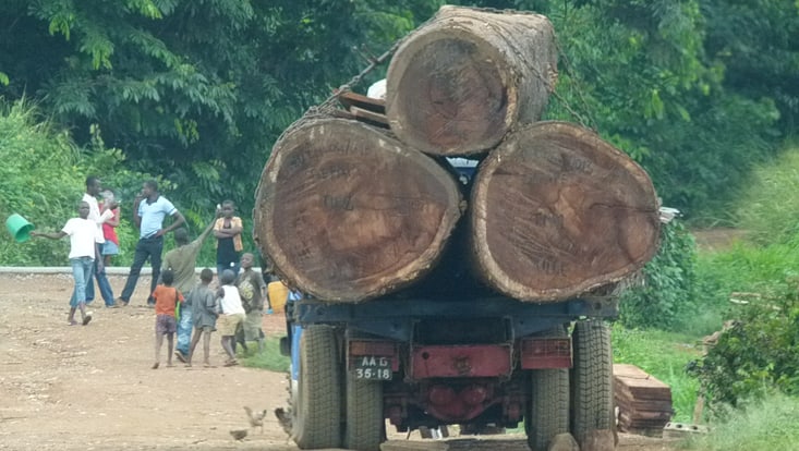 Felled jungle trees on a truck
