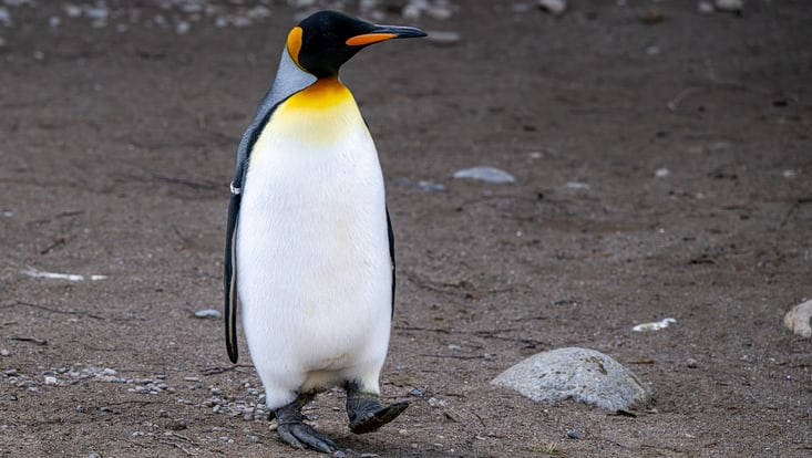 Penguin in Zoo Zuerich