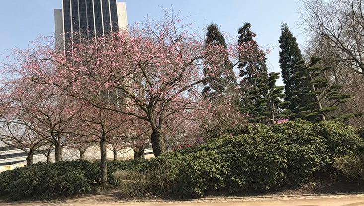 Foto von Planten im Blomen im Frühling