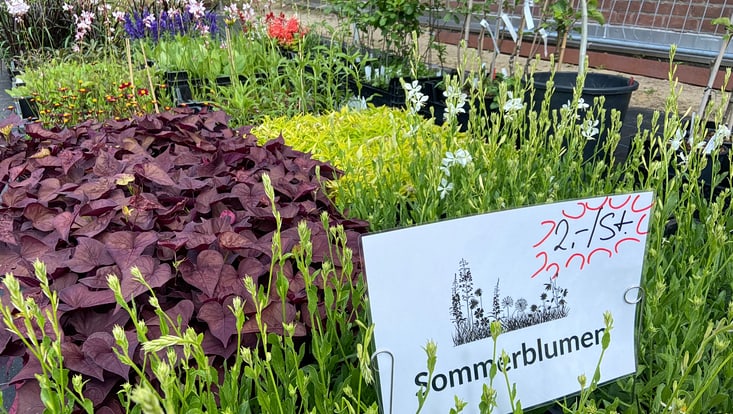 Fotos von Pflanzen, davor ein Schild auf dem steht "Sommerblumen 2 Euro pro Stück)