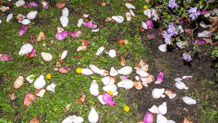 Blumenblätter auf dem Boden