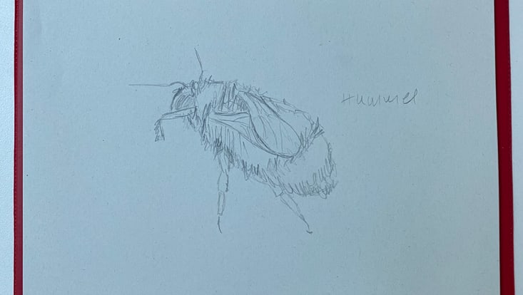 Bleistiftzeichnung einer Hummel