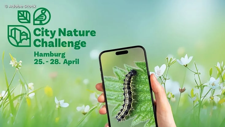 02-03-vernetzung-nachhentwi-ebene-2u3-teaser-clib-733x414 Plakat mit Schriftzug City Nature Challenge, Hamburg 25.-28. April und Smartphone mit Raupe auf einem Blatt