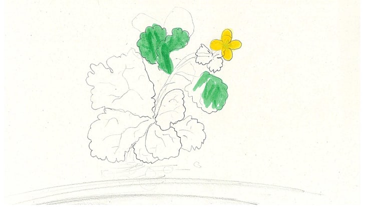 02-03-vernetzung-nachh-entwicklung-city-nature-walk-bahrenf-6--clmendes-733x414 Farbige Zeichnung einer gelben Blume