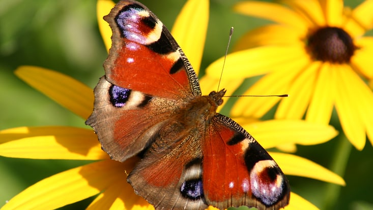 Schmetterling auf Blüte