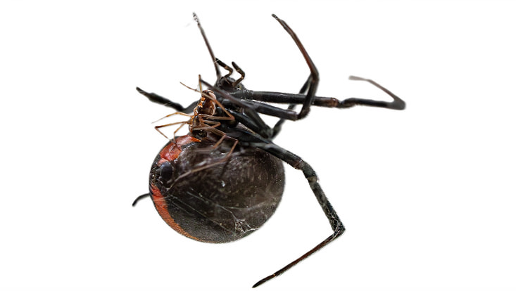 Ein Latrodectus-Weibchen (groß) mit einem L. hasselti-Männchen, welches den Salto schon gemacht hat und mit dem Hinterleib auf den Mundwerkzeugen des Weibchens liegt