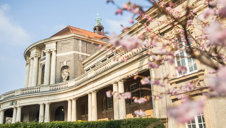 240304-fruehling-esfandiari-0230-733x414 Hauptgebäude der Universität Hamburg mit rosa blühenden Zweigen im Vordergrund.