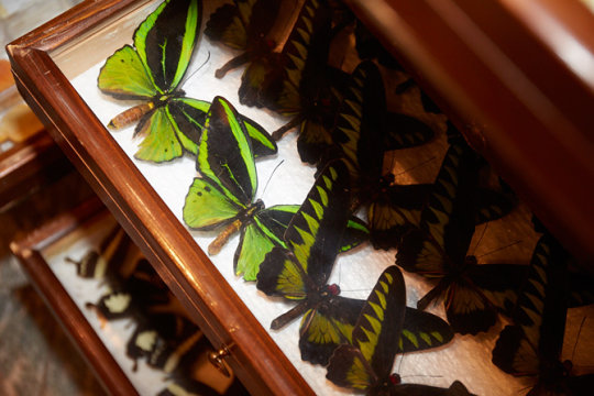 Schmetterlinge aus der Insektensammlung des Zoologischen Museums Schmetterlinge aus der Insektensammlung des Zoologischen Museums