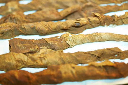 2000 Jahre alte mumifizierte Krokodile 2000 Jahre alte mumifizierte Krokodile