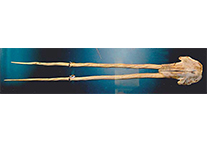 Der 300 Jahre alte Schädel von Narwal „Lisa“.