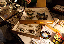 Insect specimens in glass showcases.