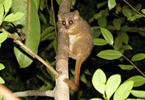 Neu beschriebene Lemuren-Art. Microcebus ganzhorni