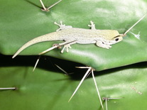 Diurnal gecko on a fig cactus
