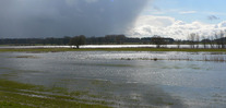 Hochwasser in der Auenlandschaft an der Mittelelbe