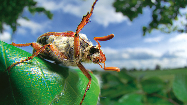 Ein Käfer als Symbol für das Aktionswochenende „Natur in der Stadt“
