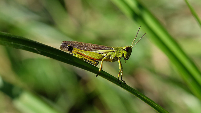 Male of the greatly endangered Stethophyma grossum