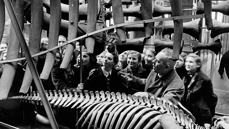 Ansichten aus dem Naturkundemuseum, das 1943 zerstört wurde