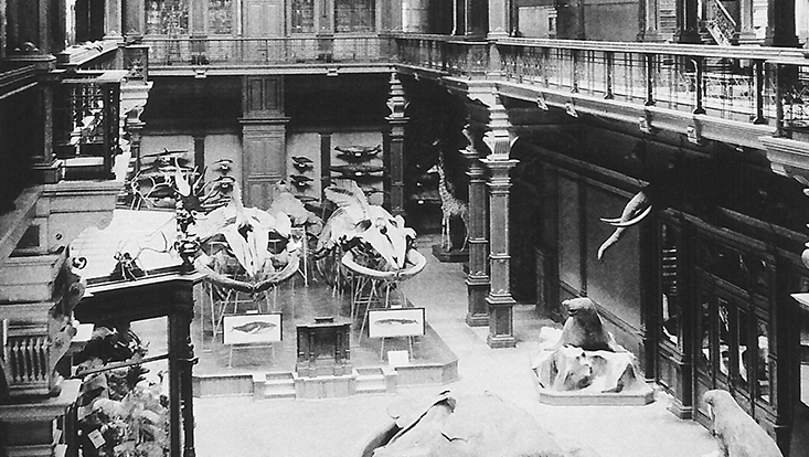 Ansichten aus dem Naturkundemuseum, das 1943 zerstört wurde