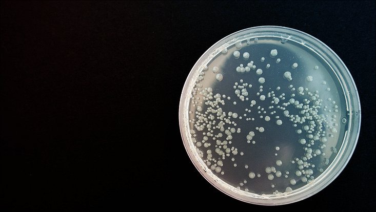 Bakterien in Petrischale