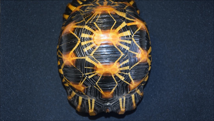 Strahlenschildkröte aus der herpetologischen Sammlung
