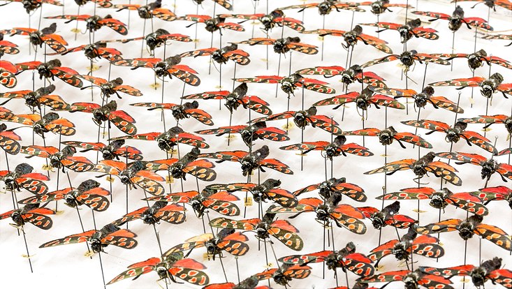 Sammlung Entomologie