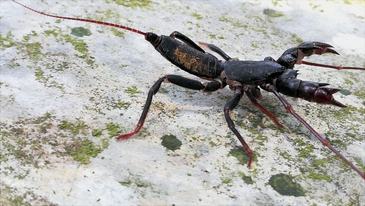 Geißelskorpion