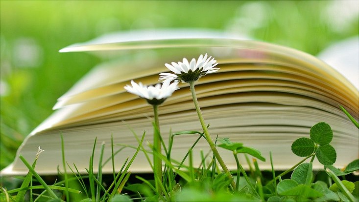 Auf einer Wiese liegt ein aufgschlagenes Buch, davor wachsen zwei Gänseblümchen.