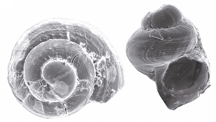 Rasterelektromenenmikrospoische Aufnahme eines <0.5mm großen Planaxis sulcatus Jungtiers aus dem Oman (ZMB 107849), Maßstab: 100 µm.