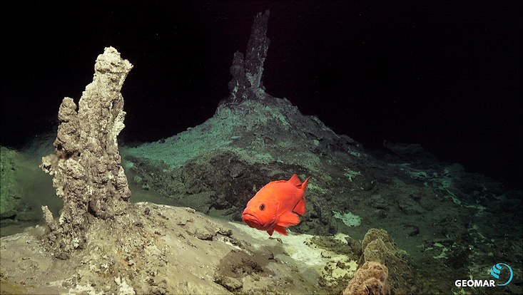 12-rov4k98tiefsee04-©geomar-733x414 Eines der Ziele der IceAGE 3 Expedition war es, die potenziellen hydrothermalen Quellen zu lokalisieren. Hier schwimmt ein Rotbarsch, Sebastes norvegicus (Ascanius, 1772) an den "klaren Rauchern" vorbei, in ca. 650 Meter Wassertiefe. Die Größe des Ti