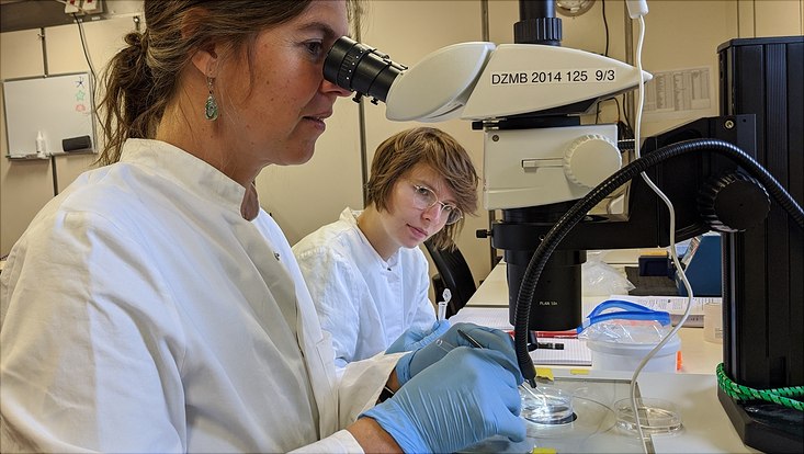 18-©viola-siegler-senckenberg-am-meer-anne-molecular-lab-733x414 Anne-Nina Lörz hat an Bord die DNA von über 100 Amphipoden extrahiert und Polymerase-Kettenreaktion (PCRs) laufen lassen. Für die verwendeten Extraktionskits mussten winzige Mengen Gewebe aus einem Amphipodenbein entnommen werden. Das ist insbesonder