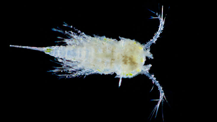 7-solvin-zankl-copepoda IceAGE